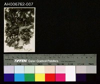 藏品(日治臺灣果物波羅密照片)的圖片